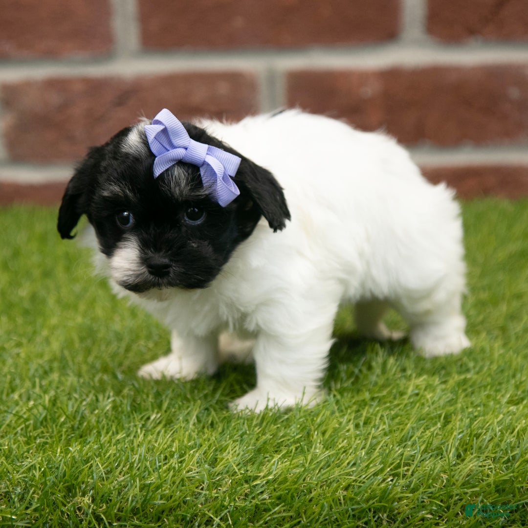 Havapoo dogs for sale: Sadie - Ad 5