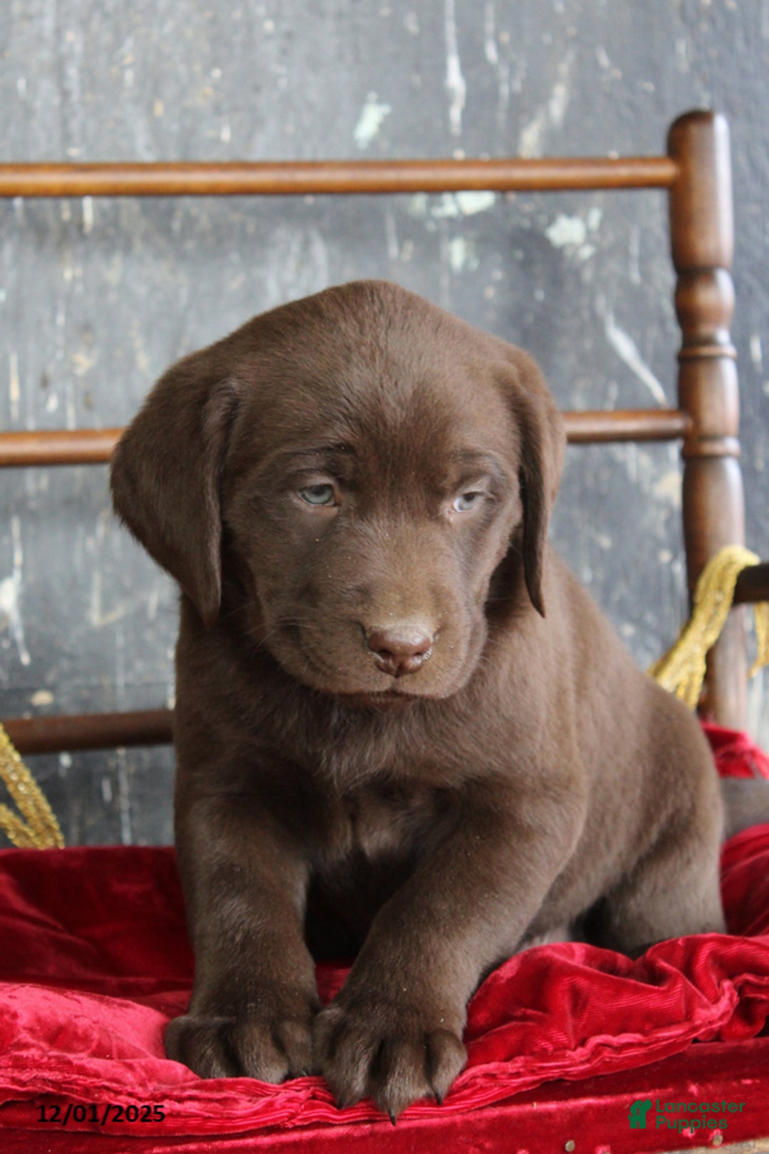 Labrador Retriever dogs for sale: Kash - Ad 1