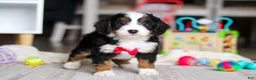 Mini Bernedoodle dogs for sale: Rocky - Ad 5