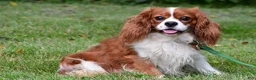 Miniature Golden Retriever dogs for sale: Grady - Ad 7
