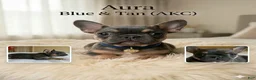 French Bulldog dogs for sale: Aura - Ad 1