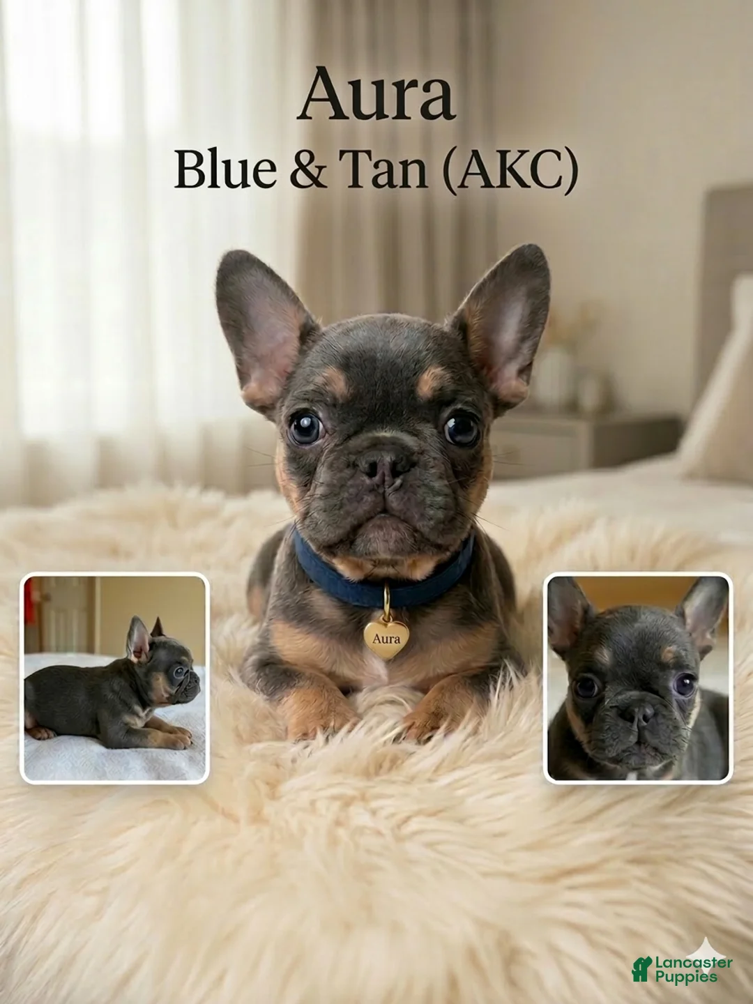 French Bulldog dogs for sale: Aura - Ad 1