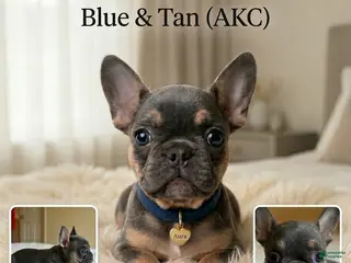 French Bulldog dogs Aura - Ad 5