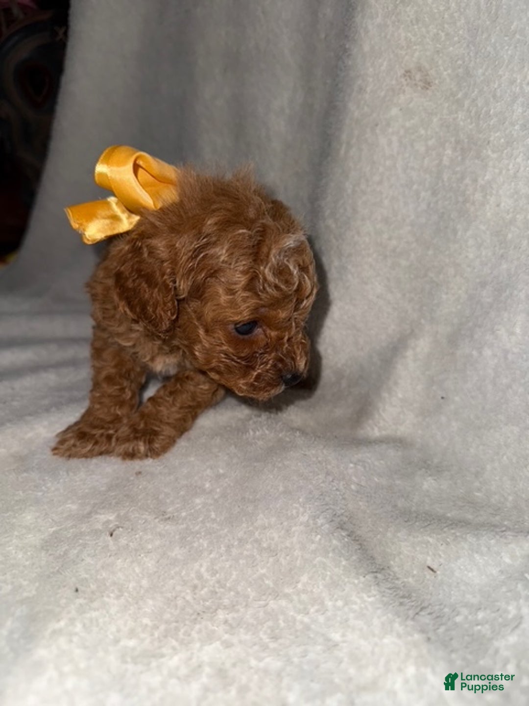 Cavapoo dogs for sale: Cavapoo Puppy 6 - Ad 3