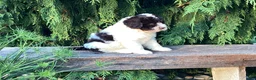 Portuguese Water Dog dogs for sale: Lincoln - Ad 5