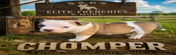 American Bully dogs for sale: American Bully Puppy 1 - Ad 3