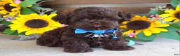 Shih Tzu dogs for sale: Rudy - Ad 4