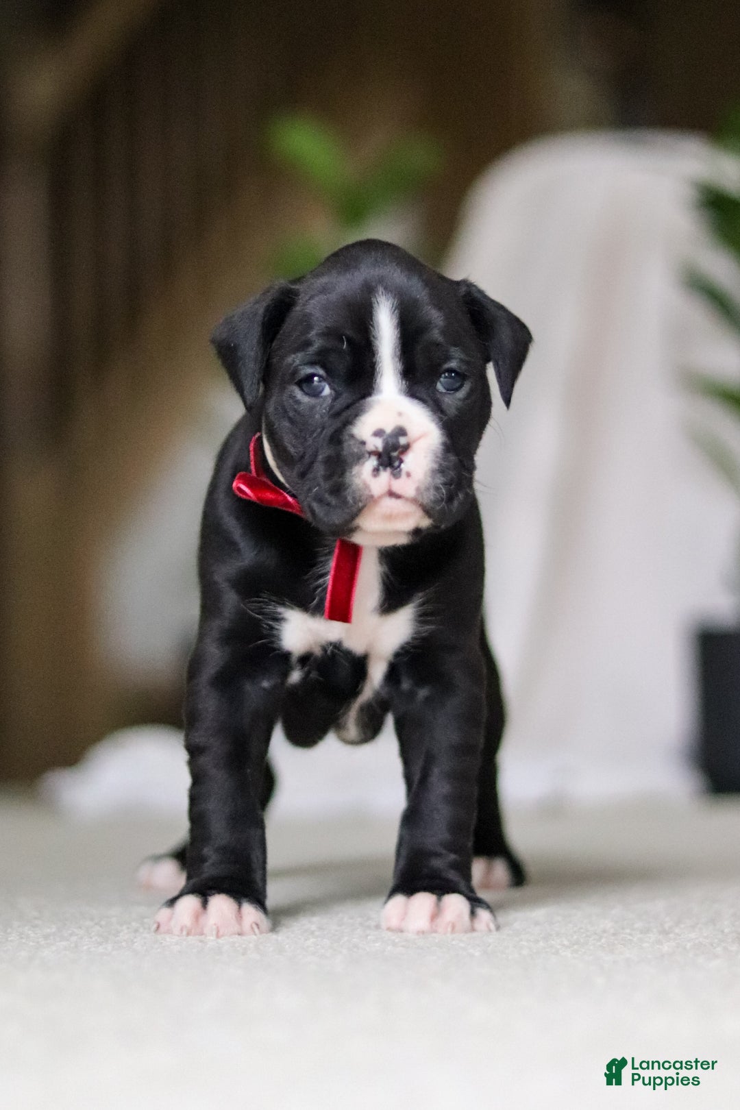 Boxer dogs for sale: Sammy - Ad 8