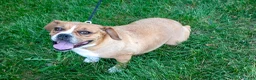 Beabull dogs for sale: Hazel - Ad 1