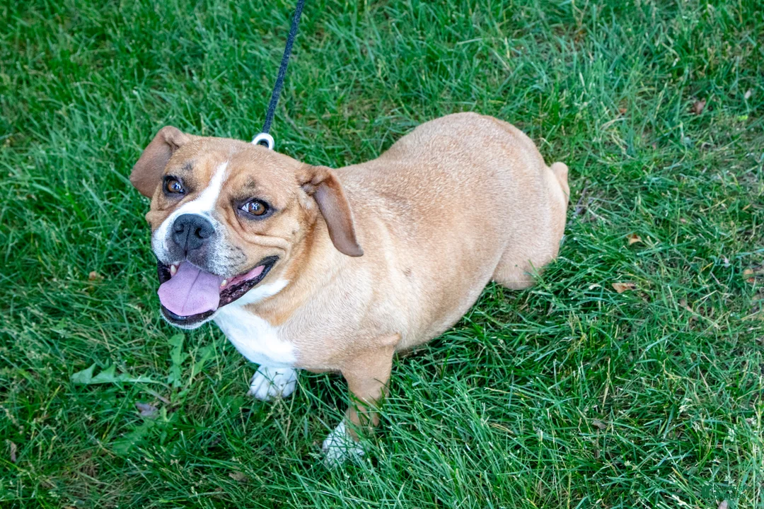 Beabull dogs for sale: Hazel - Ad 1