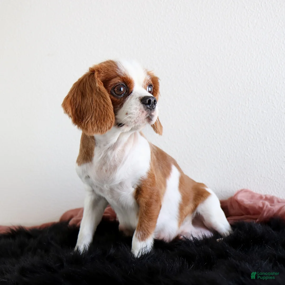 Cavapoo dogs for sale: Benji - Ad 5