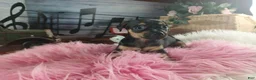 Chihuahua dogs for sale: Autumn blk tan girl. Hand Delivery  - Ad 4