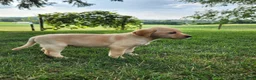 Labrador Retriever dogs for sale: Lucy - Ad 6