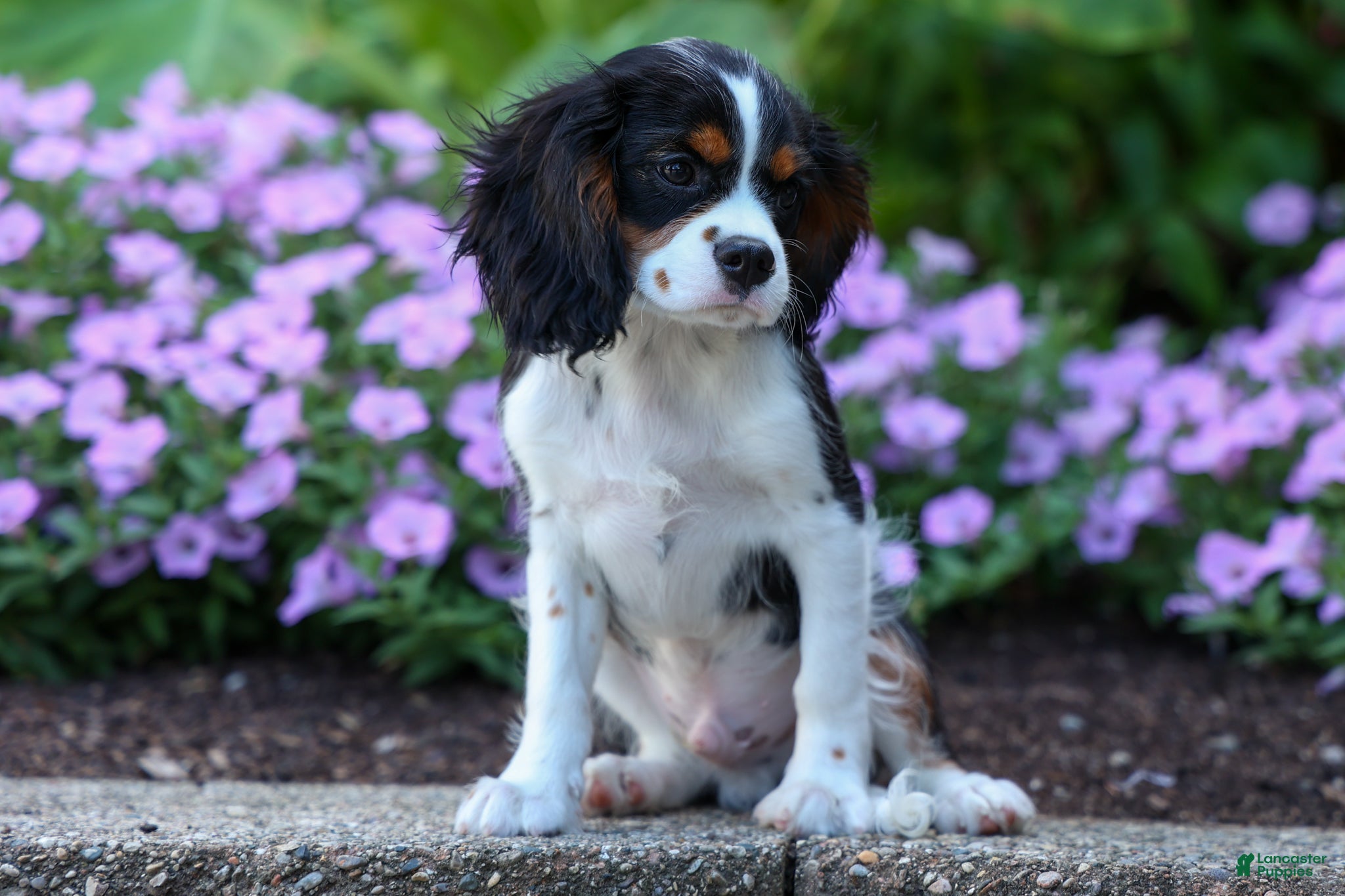 Cavalier King Charles Spaniel dogs Dotson 🐾 - Ad 1