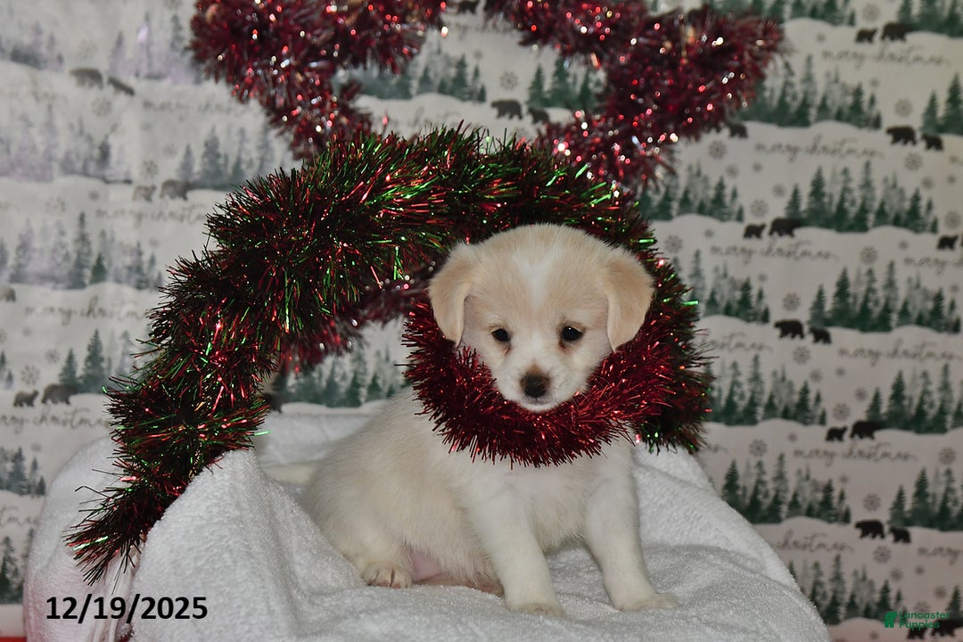 Mixed Breed dogs for sale: Shizu - Ad 1