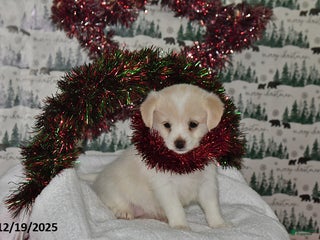 Mixed Breed dogs Shizu - Ad 9