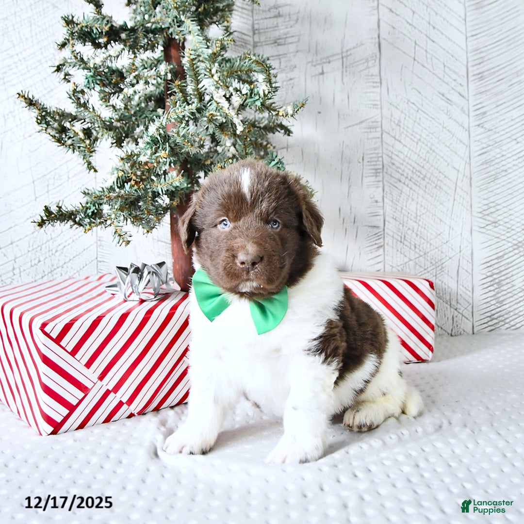 Newfoundland dogs for sale: Gunner  - Ad 5