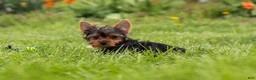 Yorkshire Terrier dogs for sale: Connor - Ad 13