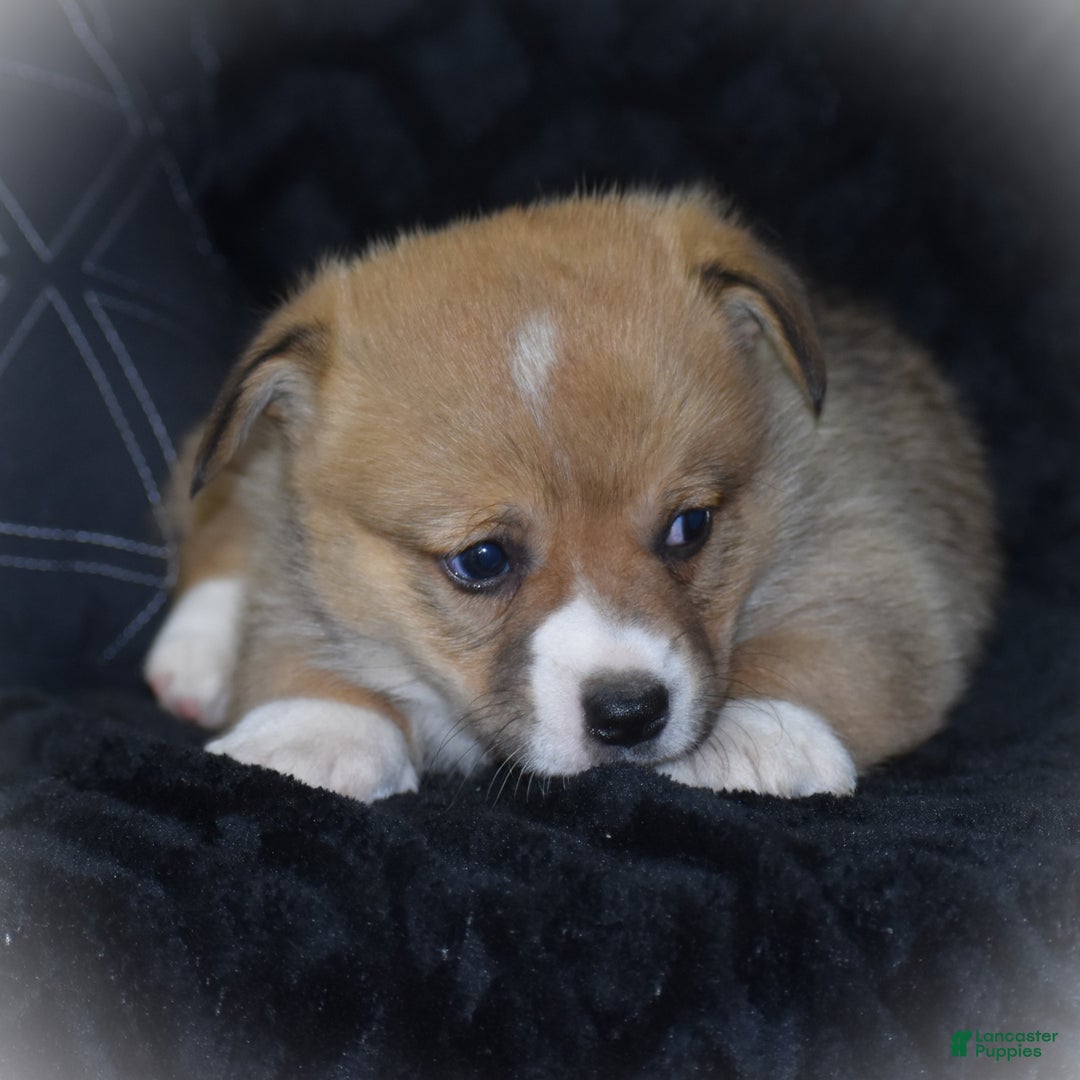 Welsh Corgi Pembroke dogs for sale: Milkyway - Ad 17