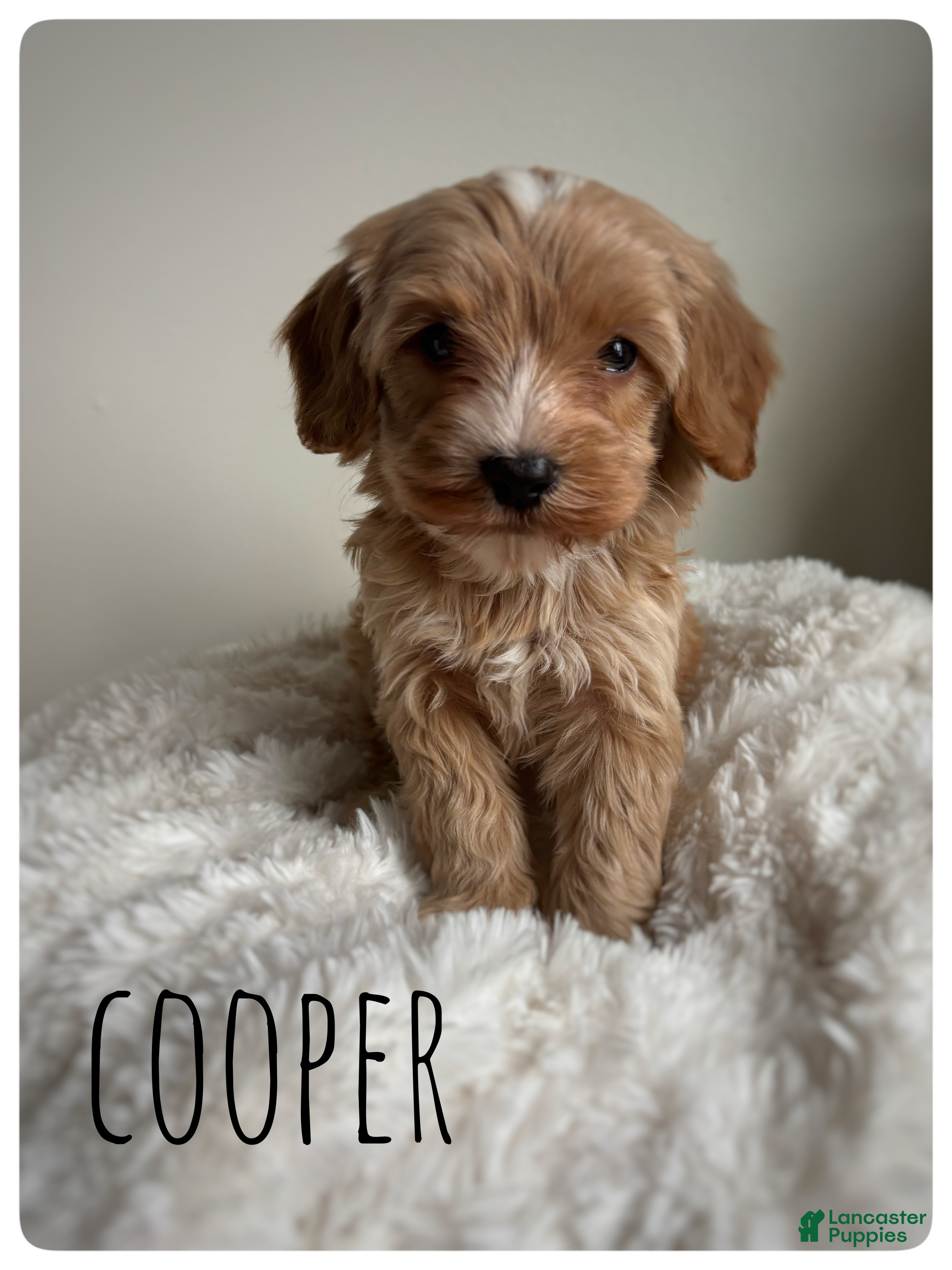 Cavapoo dogs Cooper - Ad 2
