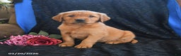 Golden Retriever dogs for sale: Janelle - Ad 1