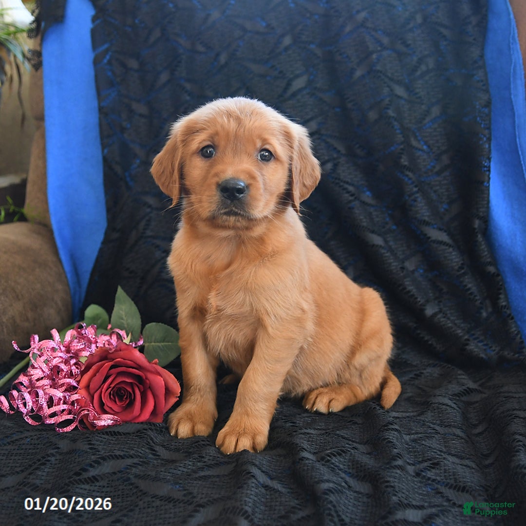 Golden Retriever dogs for sale: Janelle - Ad 1