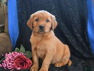 Golden Retriever dogs Janelle - Ad 14