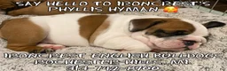 English Bulldog dogs for sale: English Bulldog Puppy 2 - Ad 15