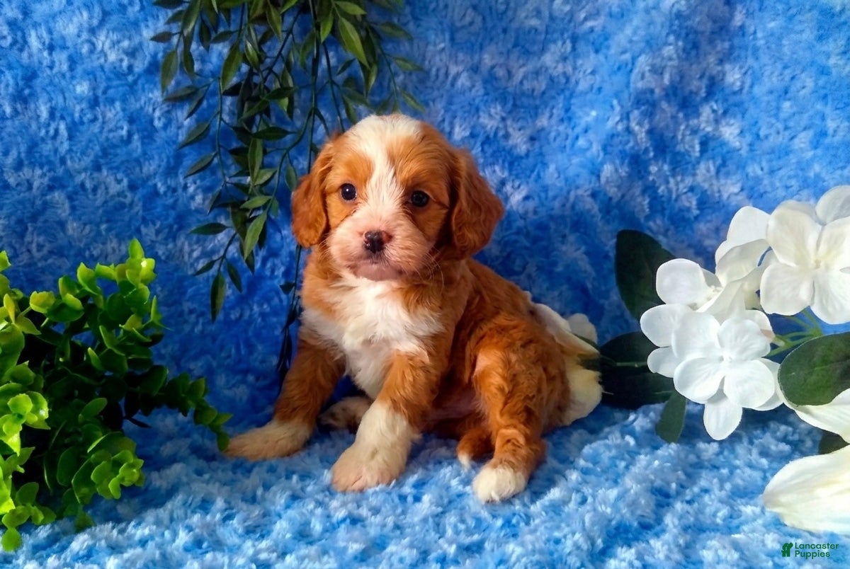 Cavapoo dogs Cavapoo Boy 1 - Ad 1