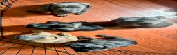 Cane Corso dogs for sale: Cane Corso 2 - Ad 4