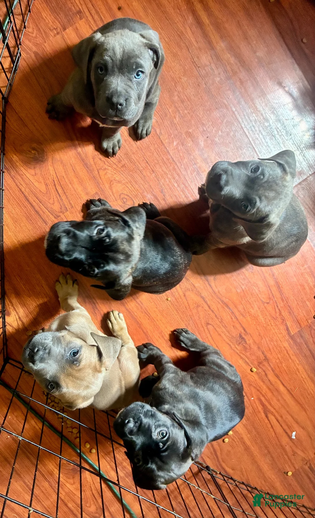Cane Corso dogs for sale: Cane Corso 2 - Ad 4