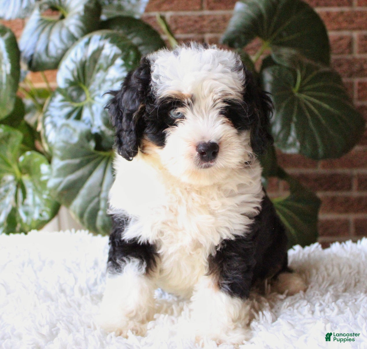 Mini Bernedoodle dogs Coco - Ad 1