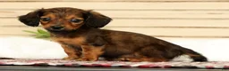 Miniature Dachshund dogs for sale: Teddy - Ad 5