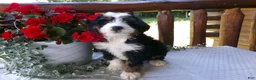 Mini Bernedoodle dogs for sale: Blake - Ad 3