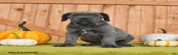 Cane Corso dogs for sale: Charm  - Ad 5