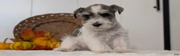 Miniature Schnauzer dogs for sale: Zion - Ad 9