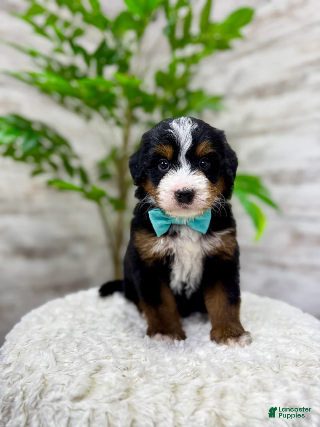 Mini Bernedoodle dogs for sale:  ❤️Chase - Ad 1