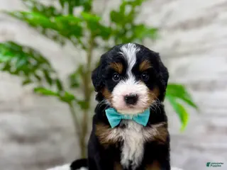 Mini Bernedoodle dogs ❤️Chase - Ad 7