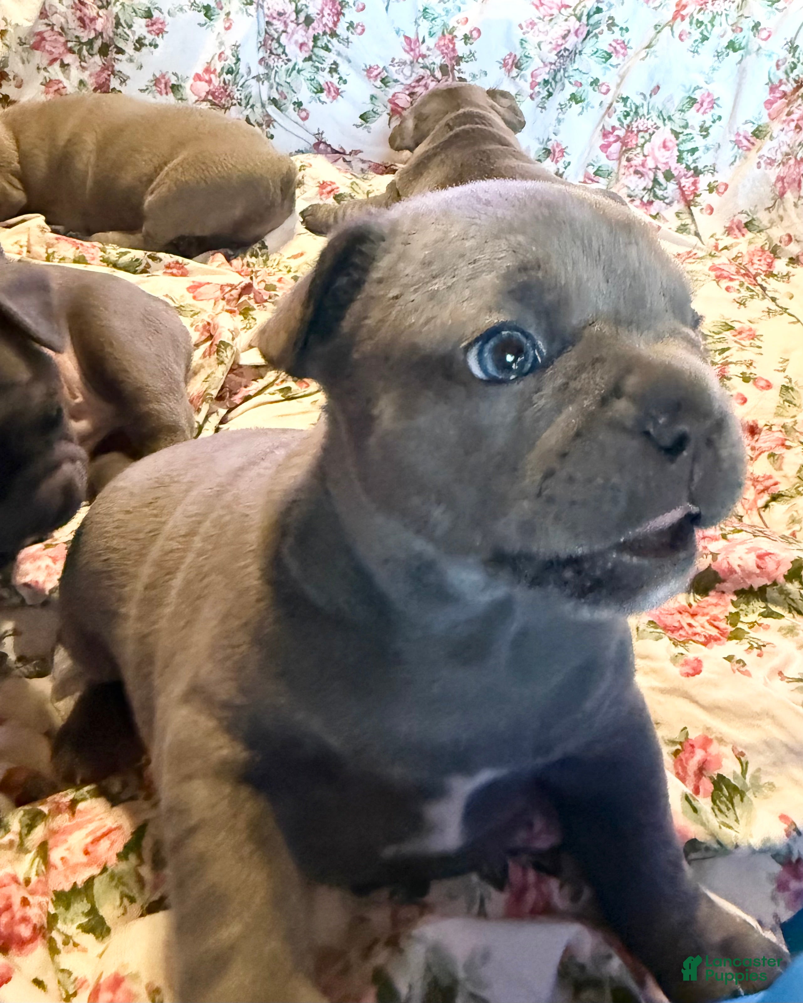 French Bulldog dogs French Bulldog 2 - Ad 36