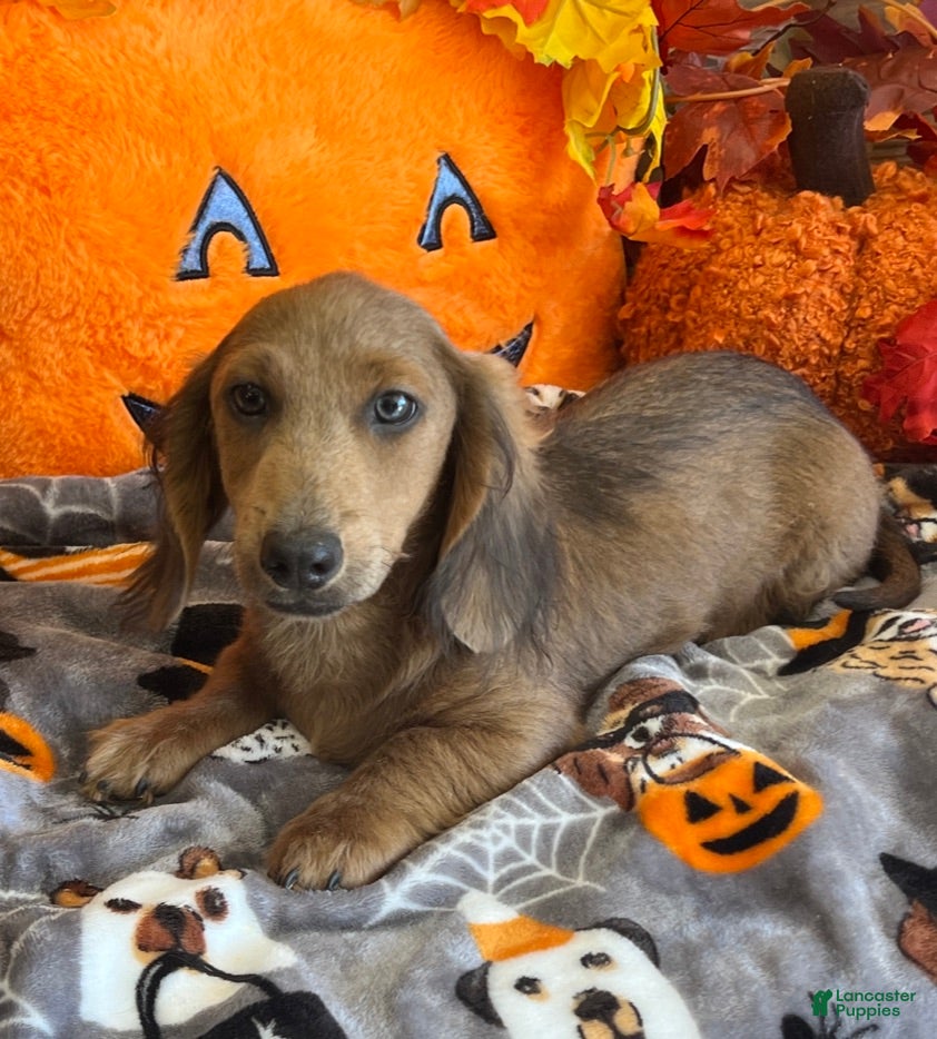 Dachshund dogs Bubba - Ad 33