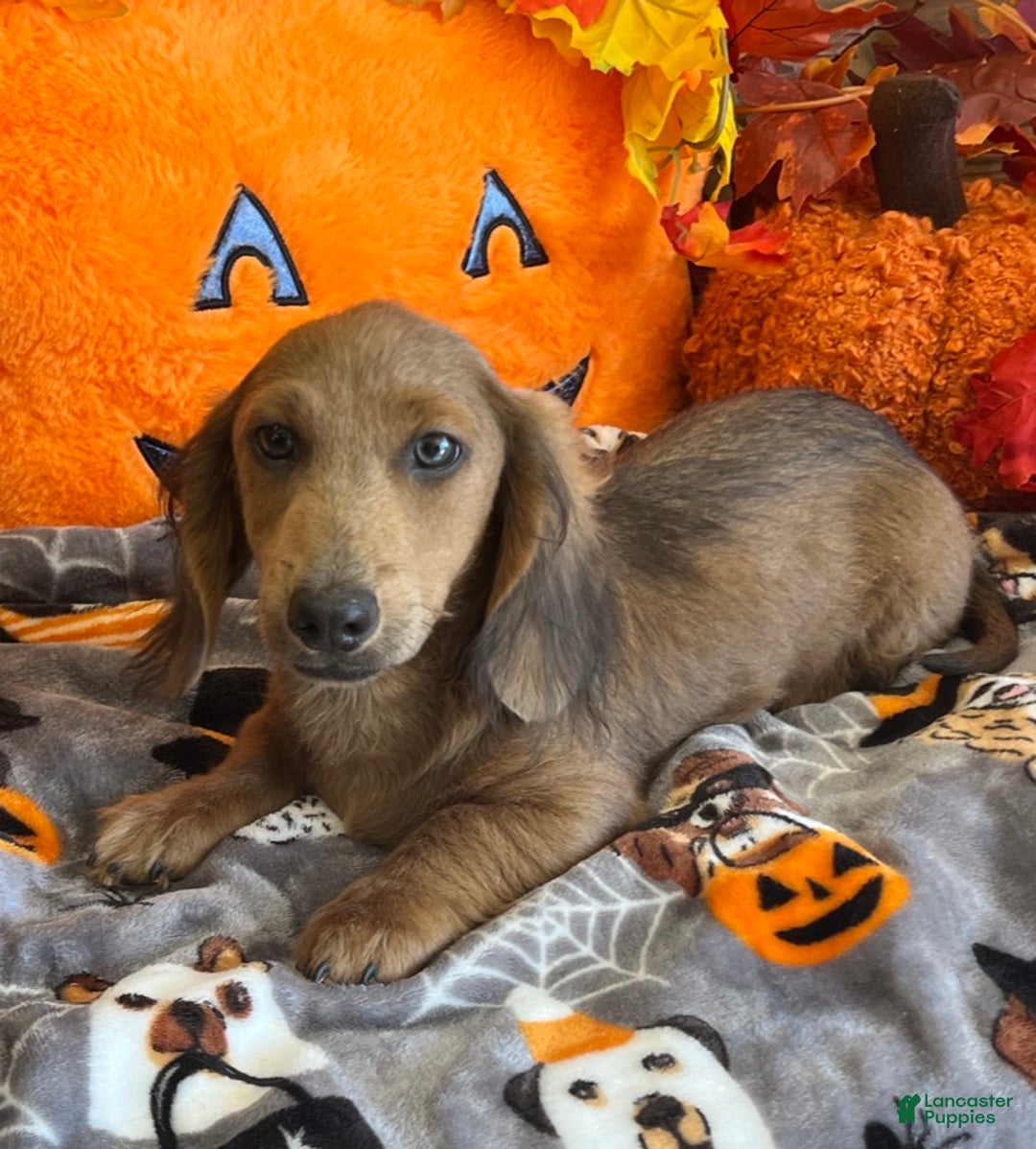 Dachshund dogs for sale: Bubba - Ad 1