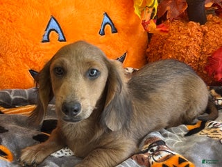 Dachshund dogs Bubba - Ad 7