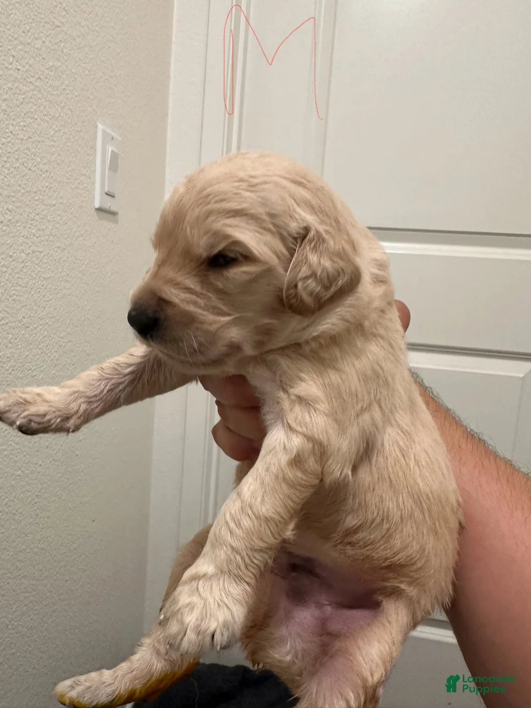 Goldendoodle dogs for sale: Goldendoodle Puppy 3 - Ad 4