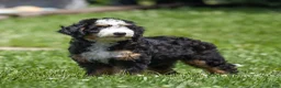 Bernedoodle dogs for sale: Pippa Bernedoodle Puppy  - Ad 3