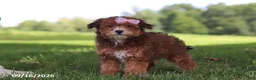 Yochon dogs for sale: Lexi - Ad 4