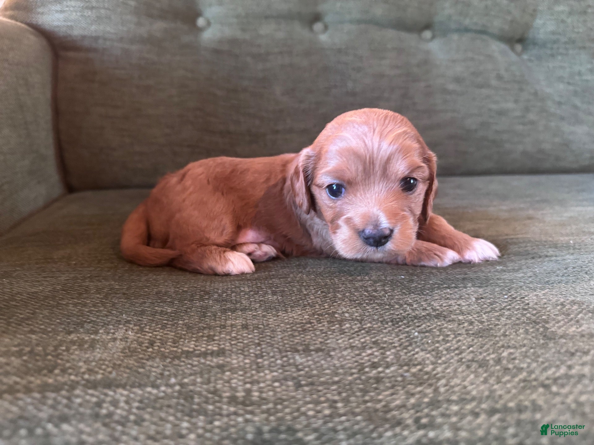 Mixed Breed dogs Caramel (Light Brown Boy) - Ad 35
