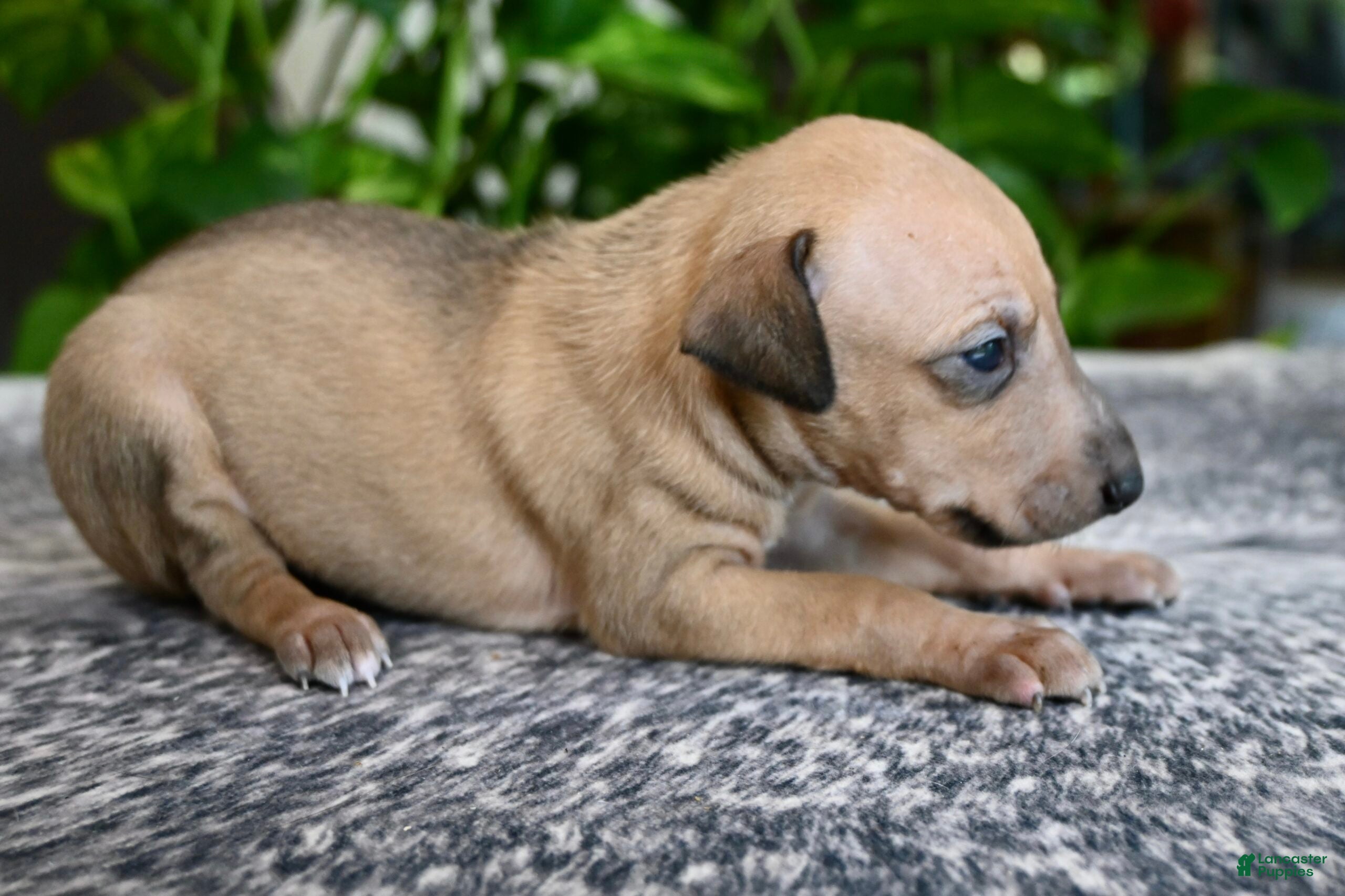 Italian Greyhound dogs Sandi - Ad 1
