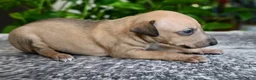 Italian Greyhound dogs for sale: Sandi - Ad 1