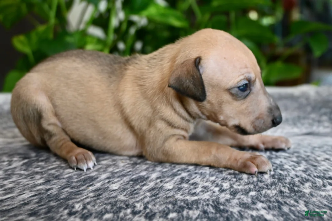 Italian Greyhound dogs for sale: Sandi - Ad 1