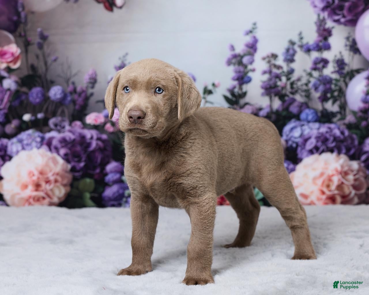 Labrador Retriever dogs Doc - Ad 2